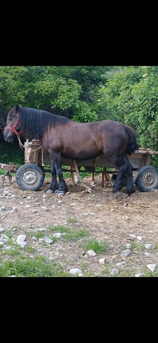 Iapa neagra de 7 ani garantata