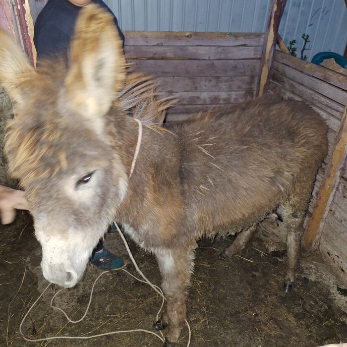 Margareta tanara de vânzare