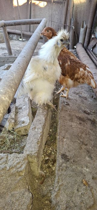 Копринки американски