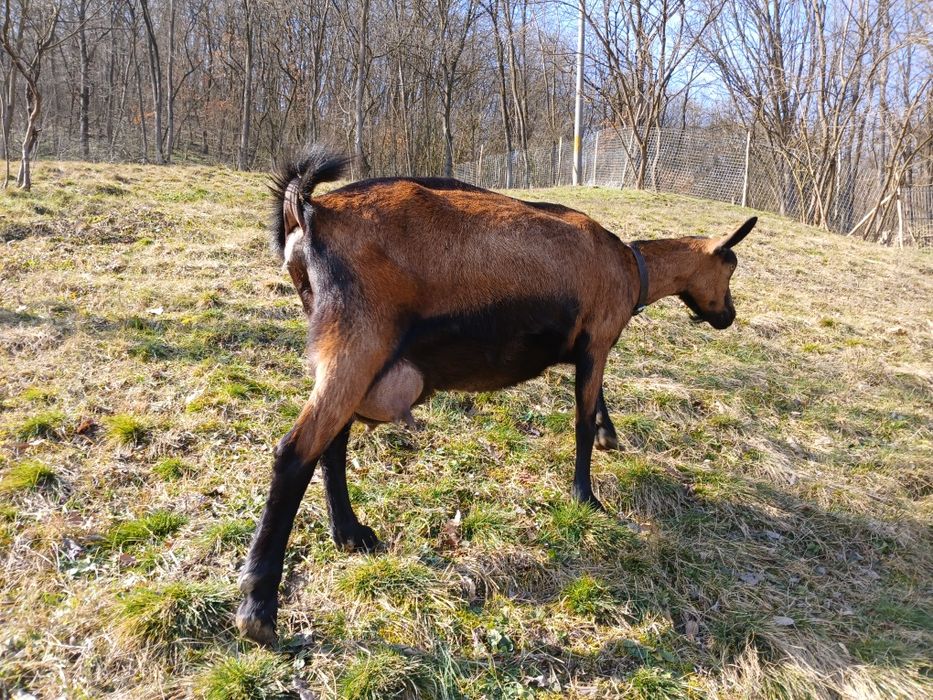 Vindem lapte de capră