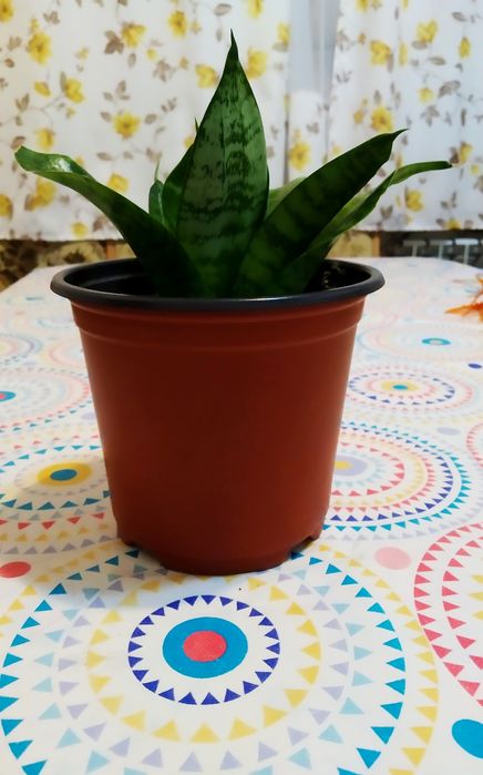 Комнатные растения