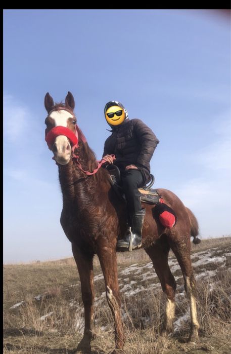 Продам молодого каня