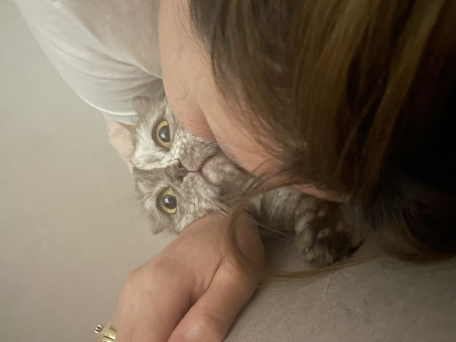 Потерялась кошка