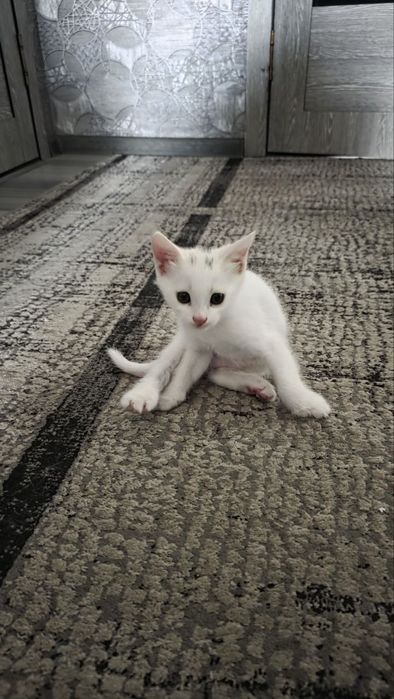 Котята на продажу.
