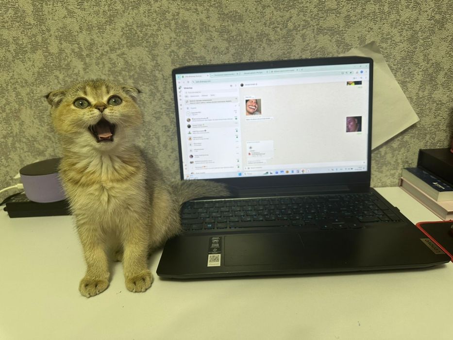 Котенок  шиншилла