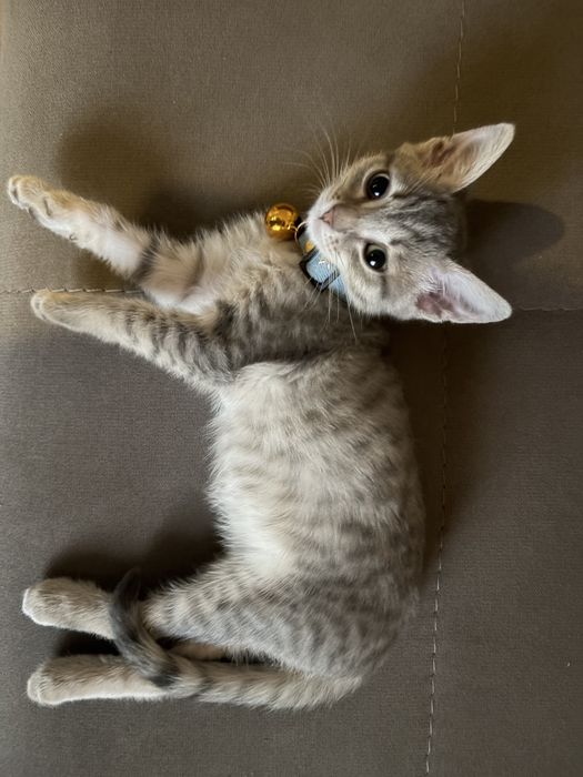 3 месячный котенок