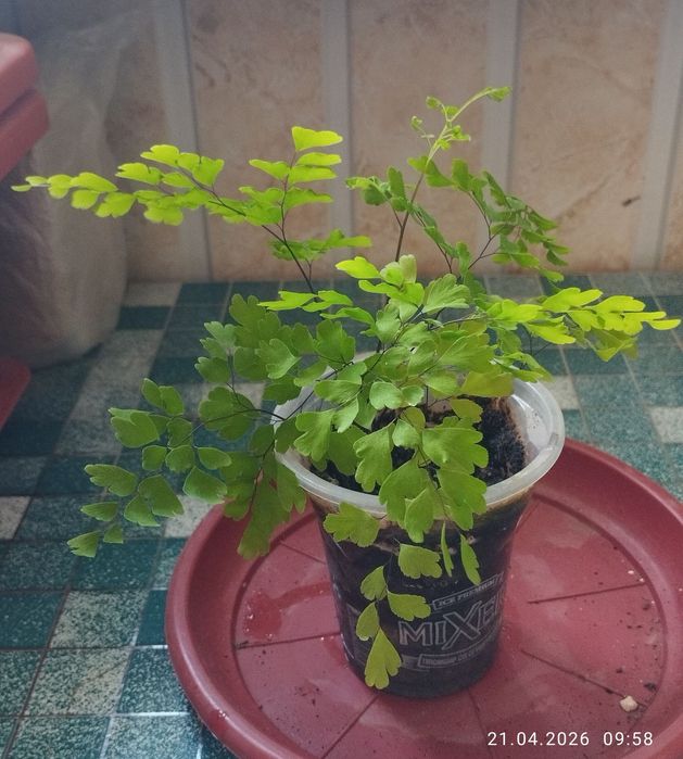 Папоротник-Венерин Волос .