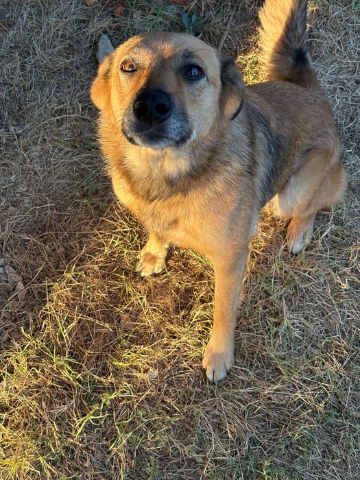 Подаряваме младо куче