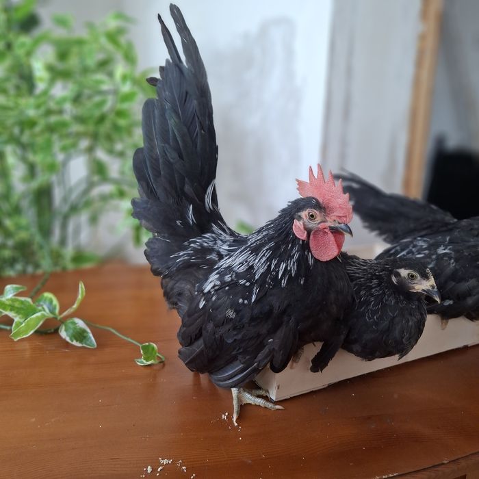 Декоративные курочки ШАБО