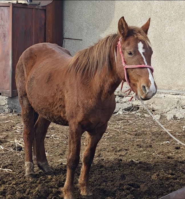 Продается кобыла 3 года