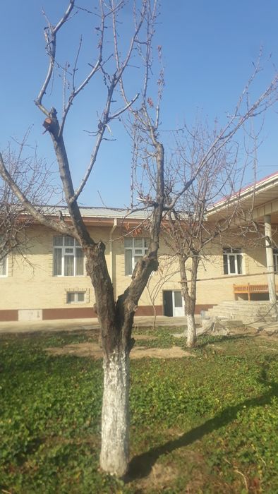 Деревья Один камаз