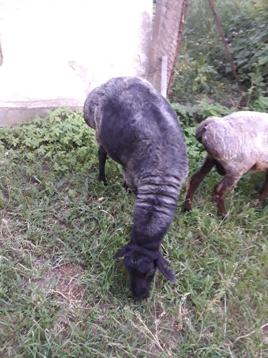 Продам продам продам продам продам