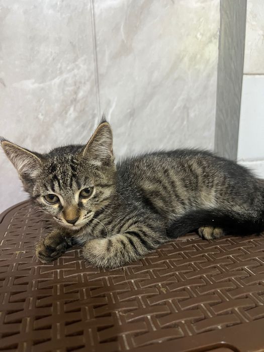Котята ищут свой дом