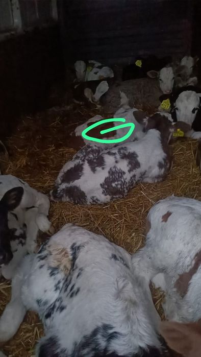 Vand vitei si vitele