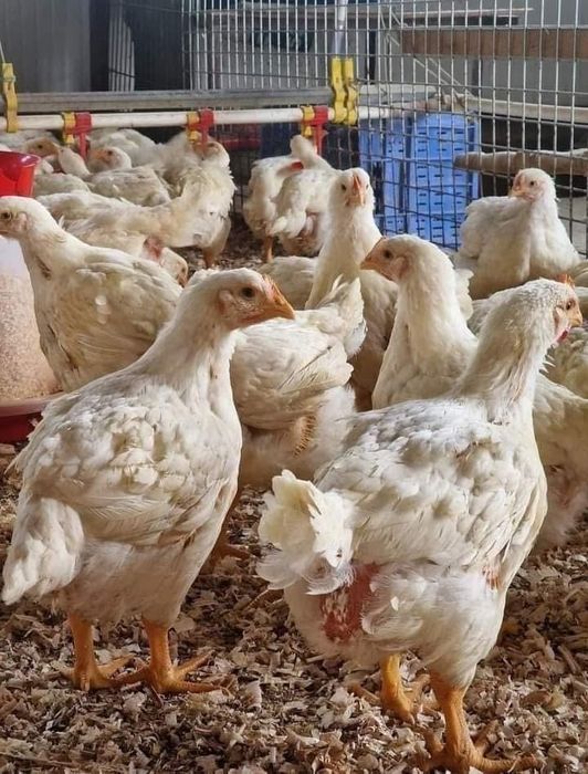 De vamzare puii rasa mixta si albi de carne pt detali la nr