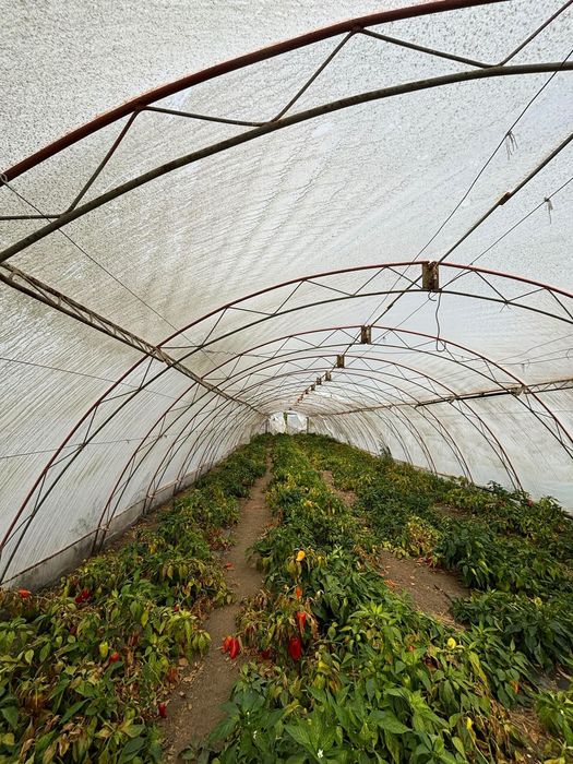 Продавам оранжерии и инвентар