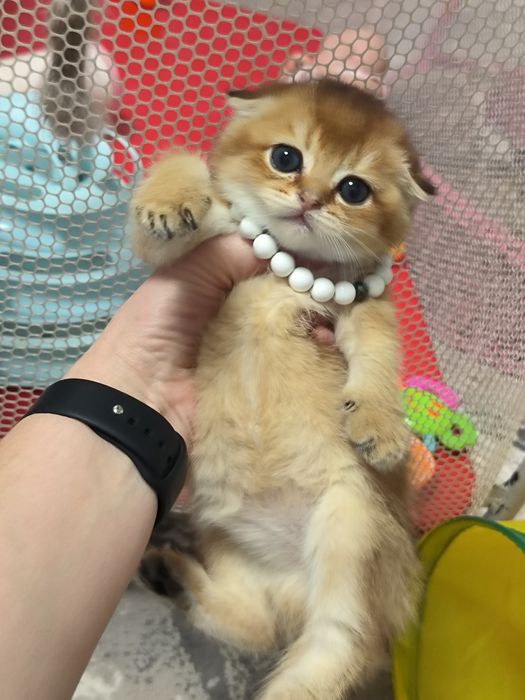 Котята премиум класса