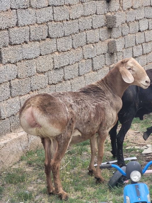 Қошқар 3 жасар порода