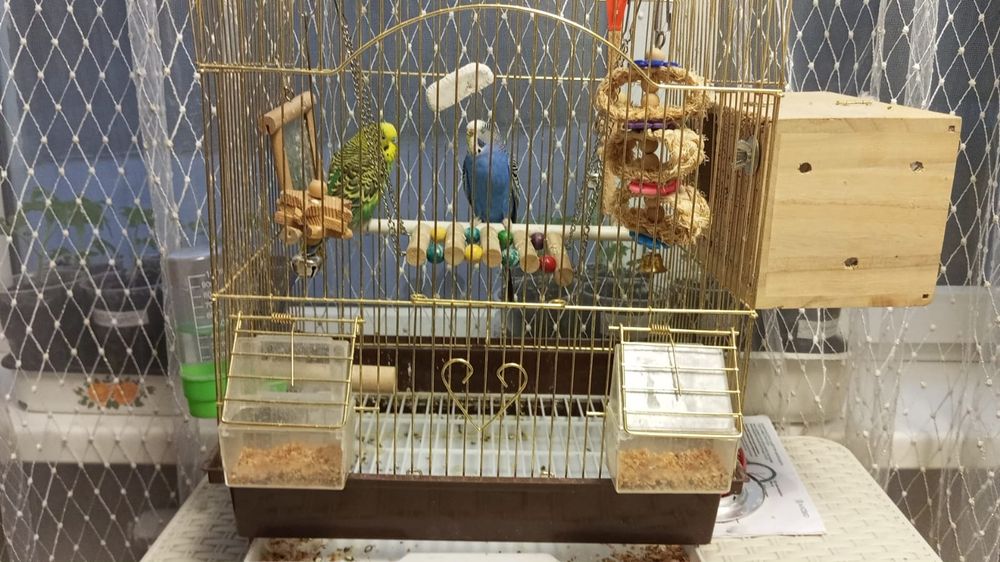 Попугай с клеткой