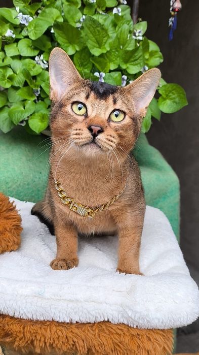 Абиссинские  котята . КЛУБ