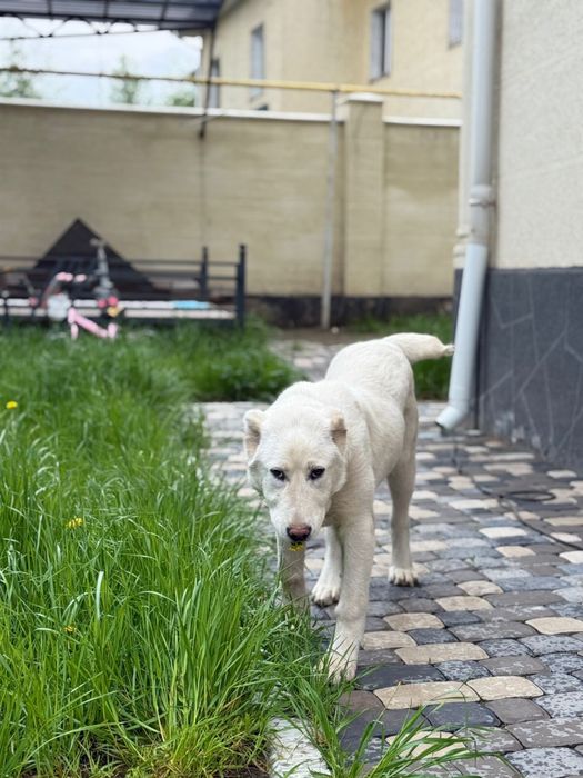 Продается собака Алабай