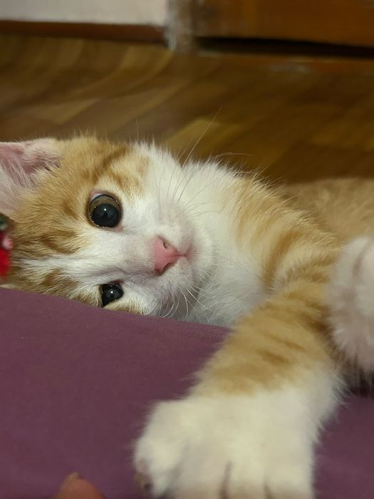 Котёнок отдадим добрые руки