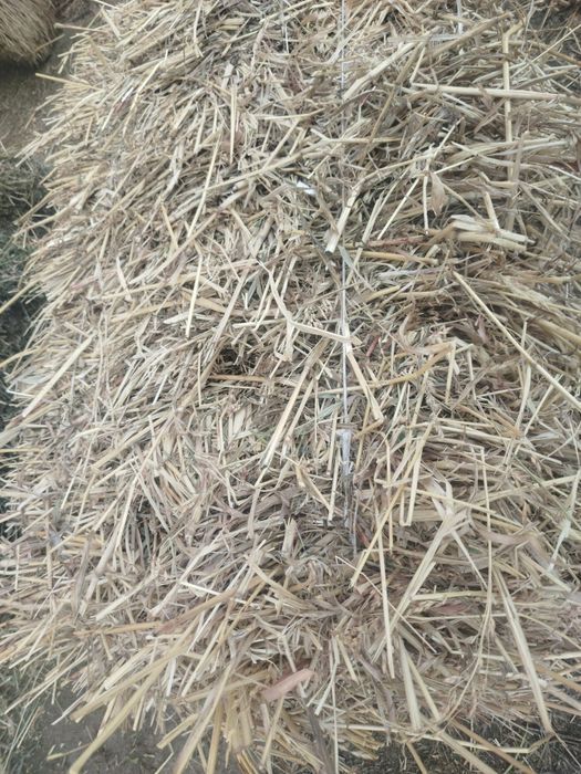 Суданка шоп сатылады