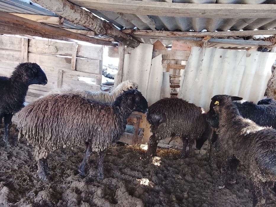 Қошқар сатылады сд