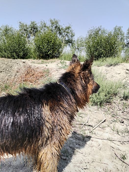 Вязка. Немецкая овчарка. Кобель.
