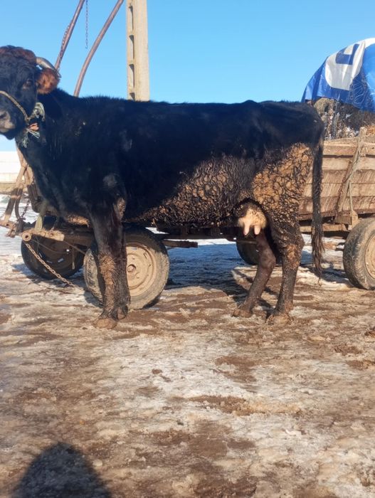 Vând sau schimb vacă