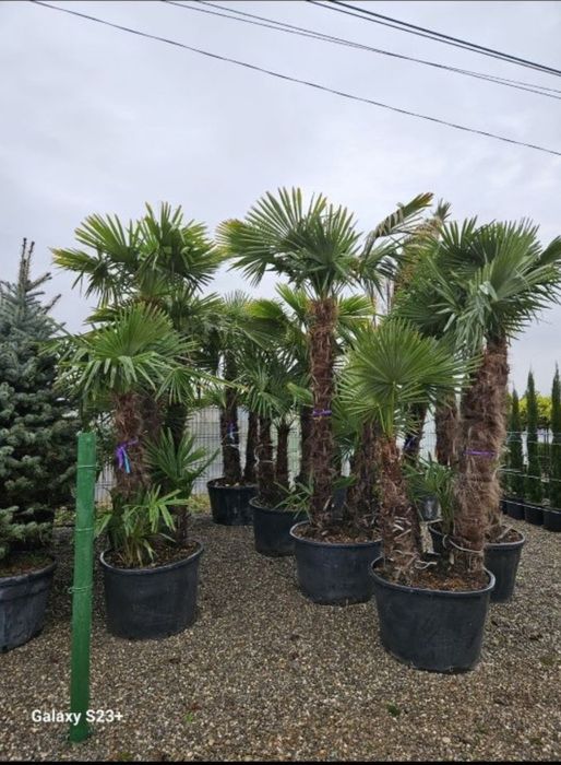 Palmieri decorativi Trachycarpus