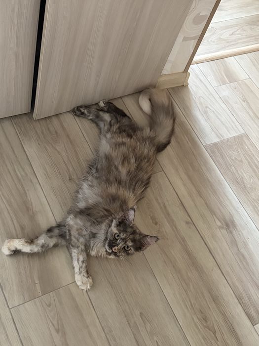 Продам кошечку мейн кун