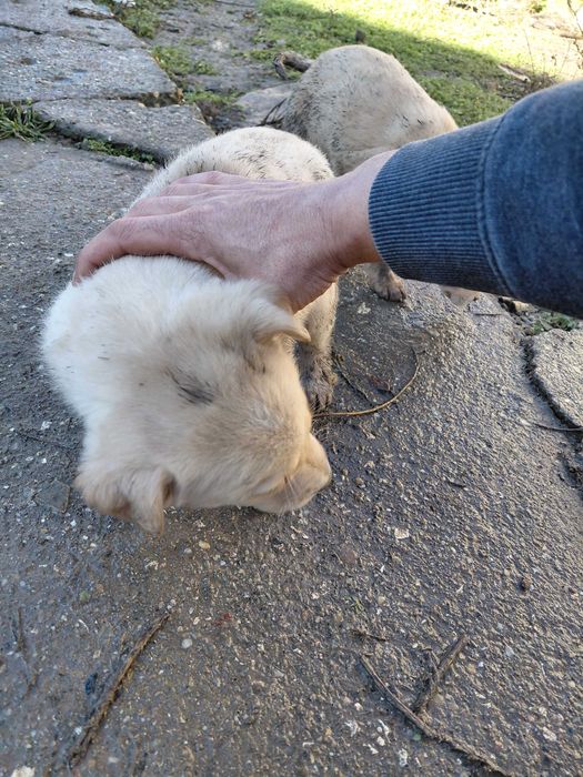 Кученца за подаряване