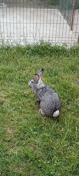 Iepuri rasa chinchilla mare