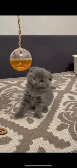 Шотландские котята шоу класса