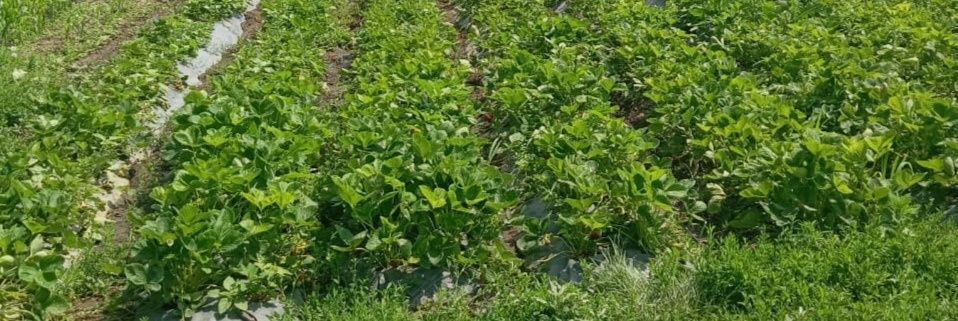 Прадаю рассаду клубники и помидор