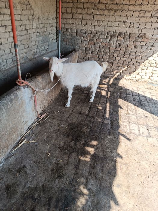 Ечки яхши порода