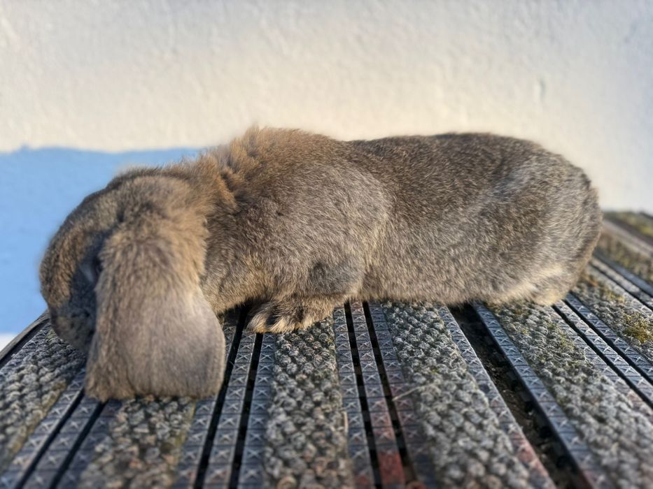 Berbec german, 6 săptămâni