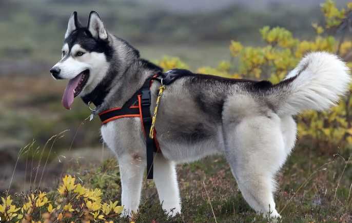 Отдам щенков хаски в добрые руки срочно