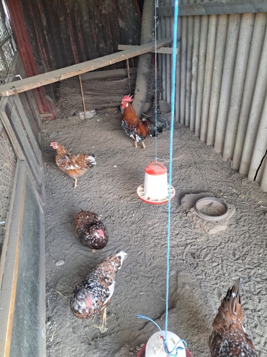 Vând ouă pentru incubat