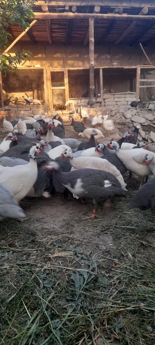 Sisarka tuxumlari sotiladi donasi 10 ming 10 taga 1 bonus