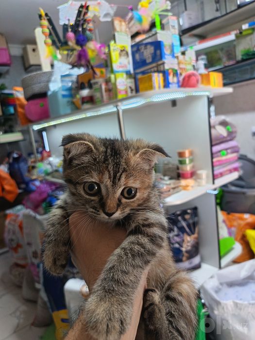 Срочно продаю котята