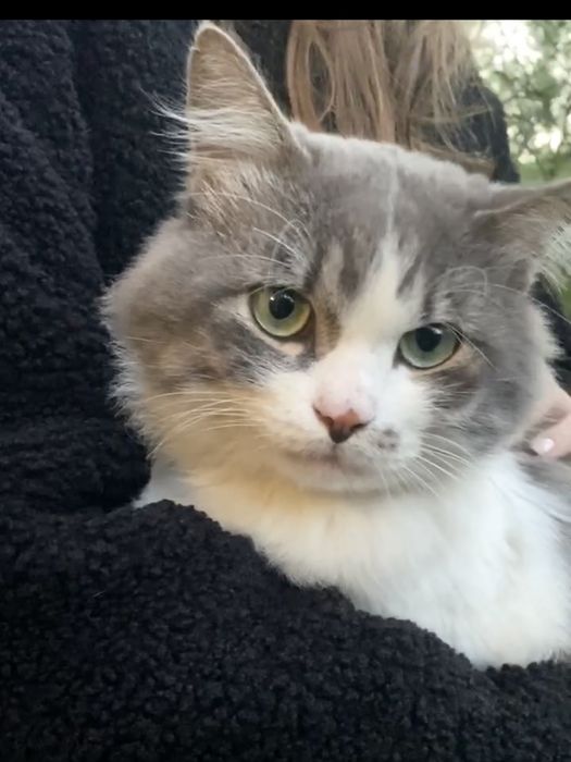 Молодой котик в поиске хозяев!