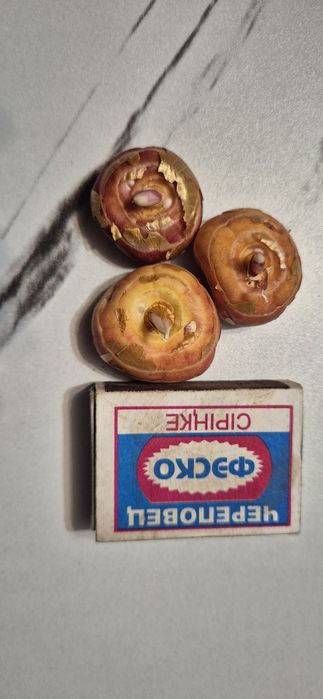Луковицы Гладиоусов.