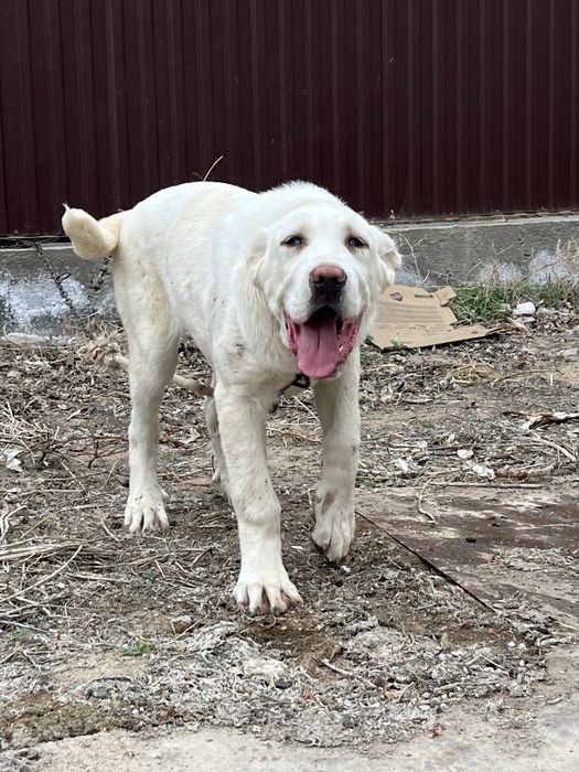 Тобет кушик каны оте мыкты