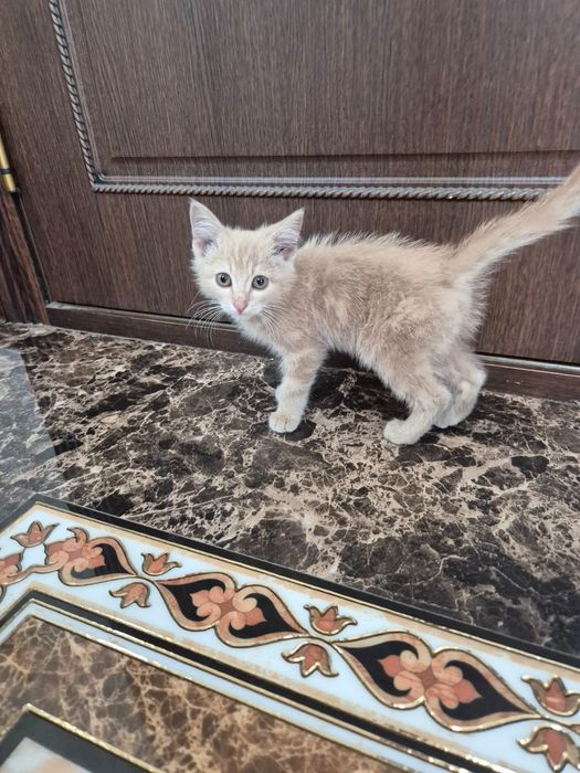 Котята в хорошие руки