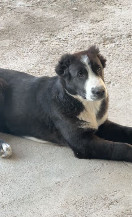 Щенки  Алабая Туркменские