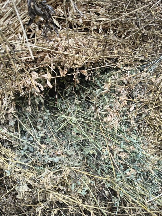 Baloți rotunzi de lucernă