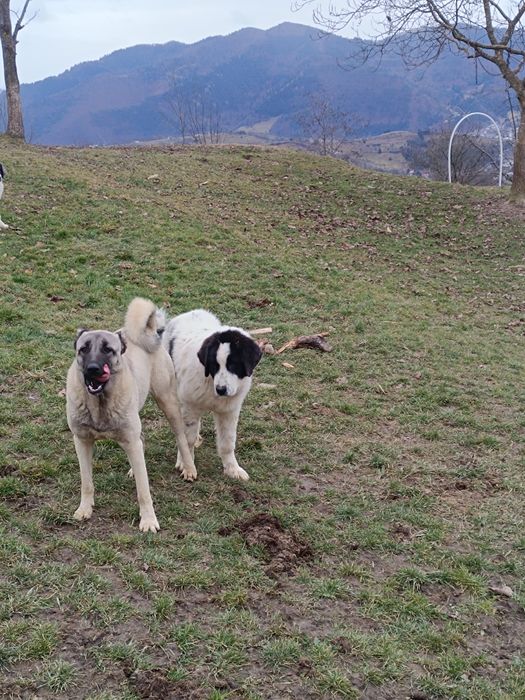 Mascul CRB DE 6 LUNI