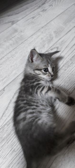 Отдаю котят в хорошие руки